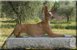 Podenco Canario