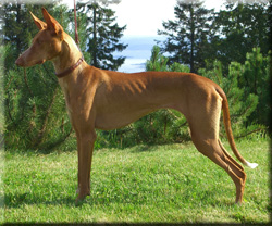 Podenco Canario